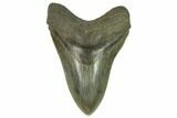 Serrated, Fossil Megalodon Tooth - South Carolina #124201-1